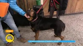 Zwierzęta z fundacji "Zwierzęca Polana" szukają domów. Jak można im pomóc?