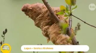 Czy lagun z Krakowa poprawi los bezdomnych zwierząt?