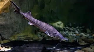 Ryba jesiotr w wodzie