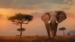 Afryka, dzikie zwierzęta, słoń