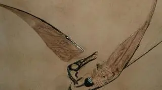 Naukowcy odkryli smoka? Tak wyglądają szczątki pterozaura z Australii