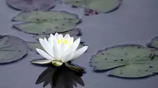 Jak sadzić lilie wodne? Lilie wodne w stawie i w oczku wodnym