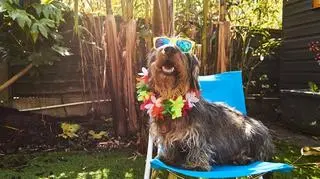 długowłosy pies w hawajskich kwiatach i okularach słonecznych w ogrodzie na leżaku, jak rozczesać kołtuny psa