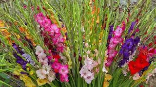 Mieczyki. Sposób uprawy. 