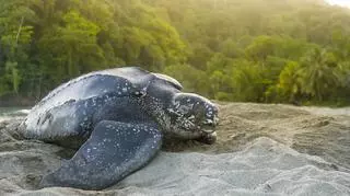 Żółw skórzasty – gatunek bez kostnego pancerza