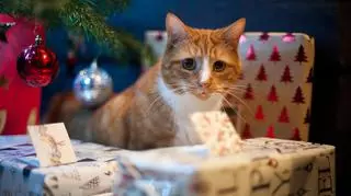 Kot wśród prezentów 