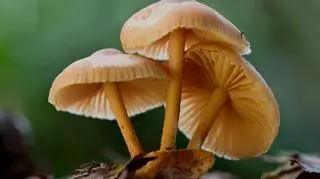 Marasmius oreades