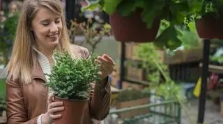 Kobieta, która kupuje cyprysika w doniczce 