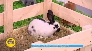 Królik czy zając - które zwierzę jest symbolem Wielkanocy? 