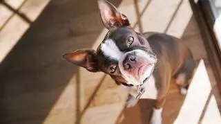 Skąd się bierze suchy i ciepły nos u psa? Dlaczego jest postrzegany jako oznaka choroby?