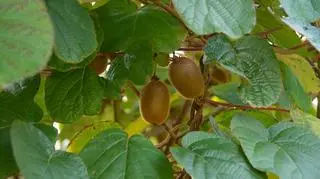 Aktinidia