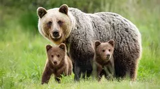 Niedźwiedzica z młodym zastrzelona w Tatrach. Zwierzęta podchodziły pod hotel