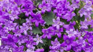 Kwiaty Helitropu w kolorze fioletowym