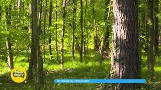 Fotopułapki w lasach - nowa metoda walki ze śmieciami. "Wielu osobom zależy, żeby tę rzeczywistość zmieniać" 