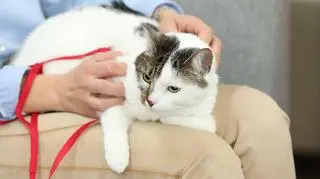 Koronawirus może przenosić się na zwierzęta domowe? Są nowe badania