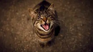 Kot, który miałczy 