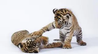Dwa małe tygrysiątka bawiące się razem