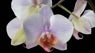 Orchidea