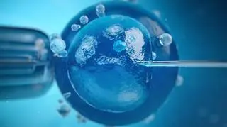 Komórka jajowa przygotowana do zapłodnienia metodą in vitro 
