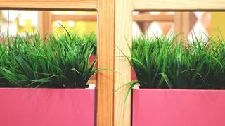 Ozdobna trawa w różowych doniczkach