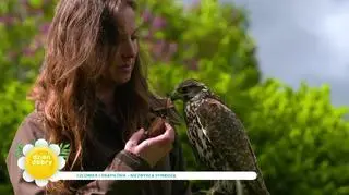 Natalia Jarmakiewicz, sokolniczka. Jak zaczęła pracować z tymi ptakami?