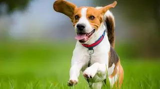 Beagle - radosny pies