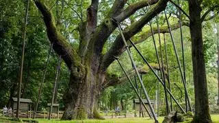 700-letni dąb Bartek ucierpiał w wyniku nawałnicy. "Silne podmuchy wiatru mogą uszkodzić nawet tak witalne drzewo"