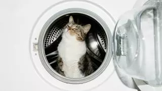 kot w pralce pralka dla alergikow