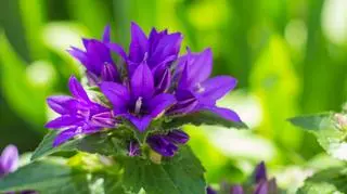 Fioletowy kwiat dzwonka skupionego