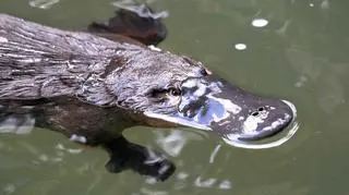 Dziobak australijski