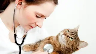 Kot u weterynarza