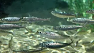 Małe rybki w wodzie