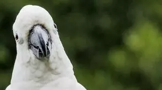 Papuga kakadu 