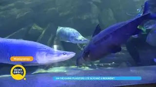 Oceanarium w Międzyzdrojach - idealne miejsce na wycieczkę z dziećmi. "Mamy bardzo dużo ciekawych zwierząt"