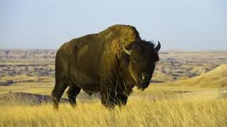 Jaki jest Bawół? Poznajemy chińskie znaki zodiaku