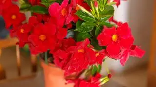Dipladenia