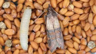 Mól spożywczy i larwa mola spożywczego w ziarnach.