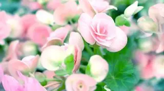 Begonia różowa