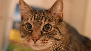 Najpopularniejsze imiona dla kotów