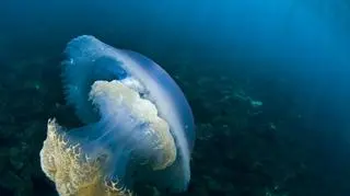 W Hiszpanii pojawiły się olbrzymie 7-kilogramowe meduzy. "Lepiej ich nie dotykać"