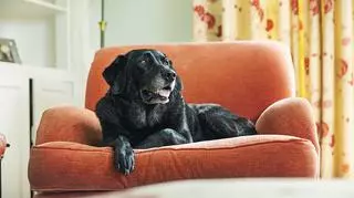 pies, który leży na kanapie 