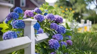 Hortensje niebieskie w ogrodzie 