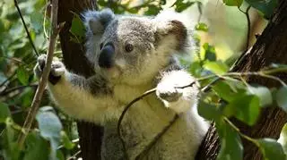 Koala na choince. Zobacz, jak uroczy zwierzak plątał się w światełkach 
