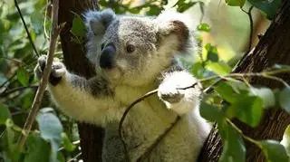 koala