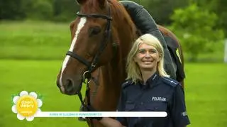 Konie w mundurach. O zwierzętach, które pełnią służbę: "Często łagodzą emocje podczas interwencji"