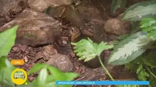 Odwiedziliśmy słynnego myszojelenia z łódzkiego zoo. Jakie zwierzęta pojawią się jeszcze w ogrodzie?