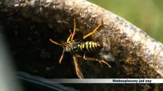 Niebezpieczne osy