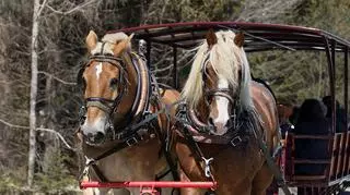 Wóz zaprzężony w dwa konie