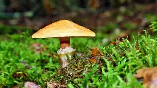 grzyb maślak żółty