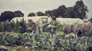 Grupa na polu uprawiająca kalafiory